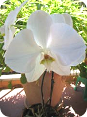 une orchid&eacute;e blanche sur le balcon